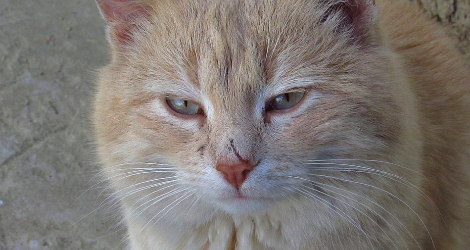 Wild Cat In Village Real Survival