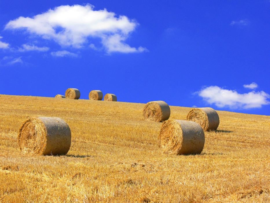 Straw Bales Harvested