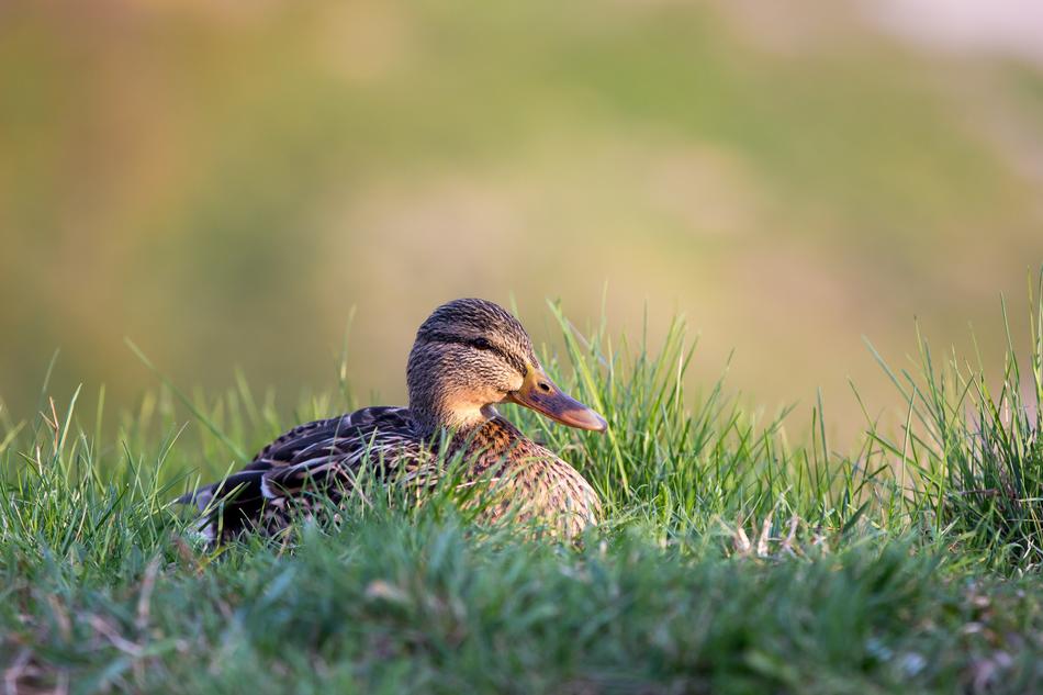 Duck Grass