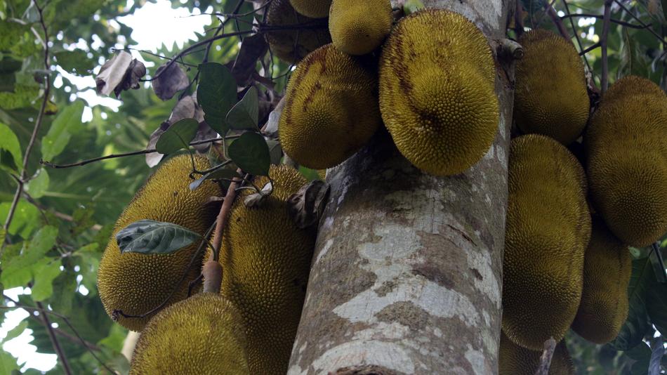 large tropical fruits on a tree