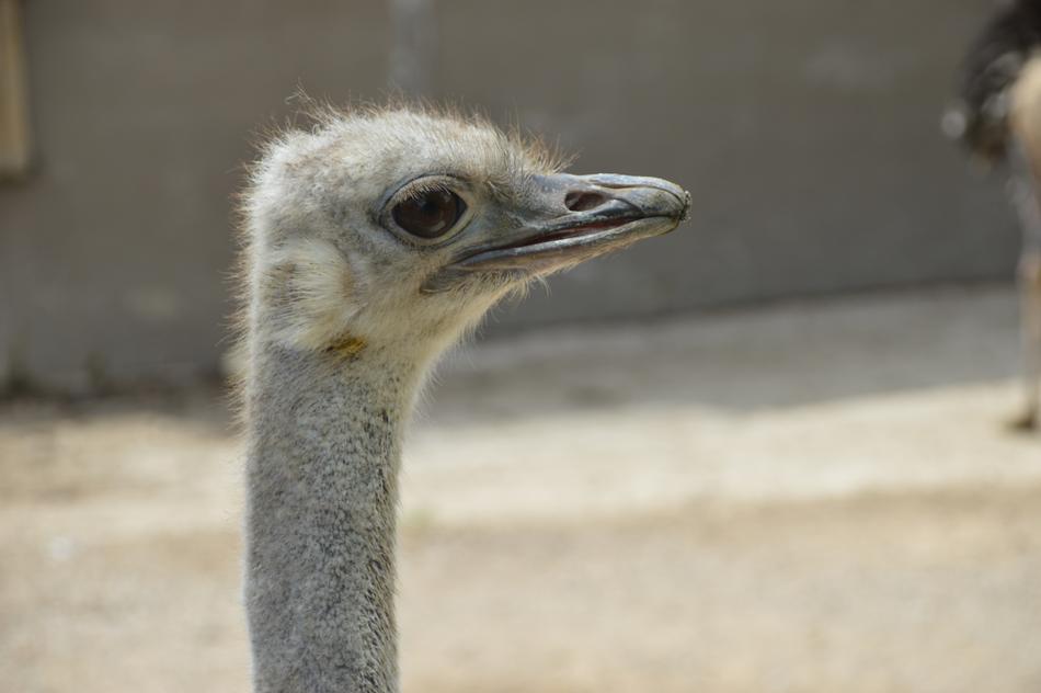 closeup of an ostrich face