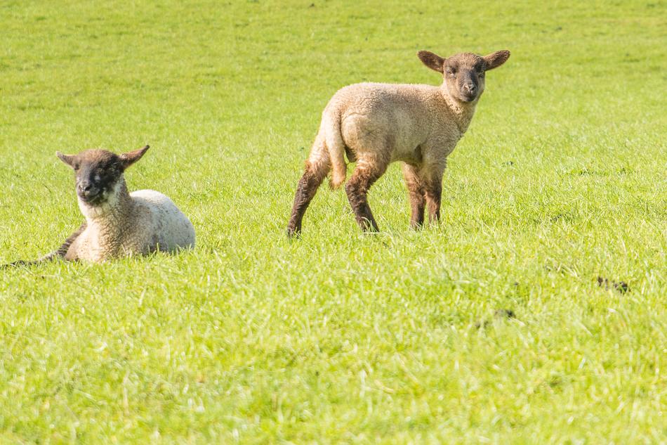 Sheep Lambs view