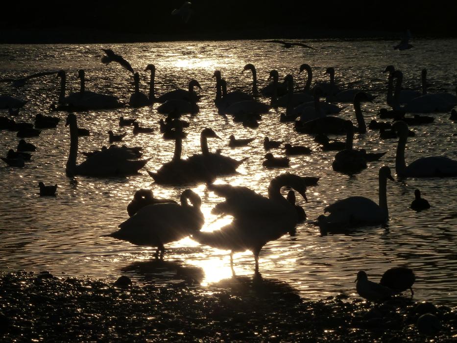 flock of swans on an evening lake