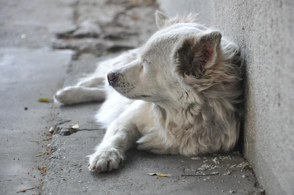 Dog Gray street sleep