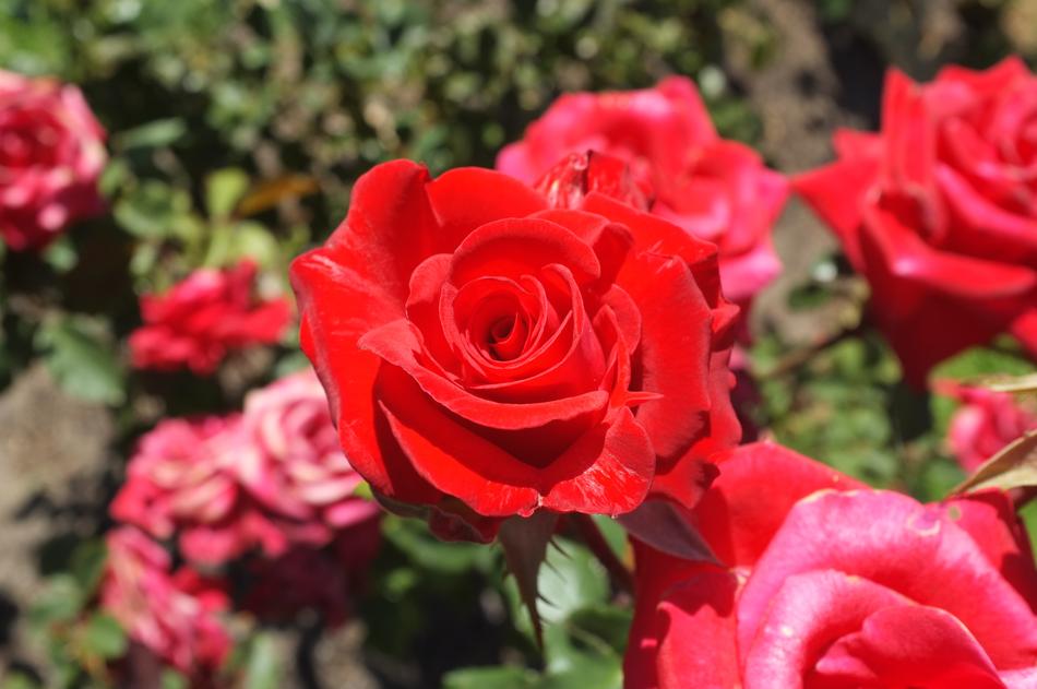 Rose Red Flowers