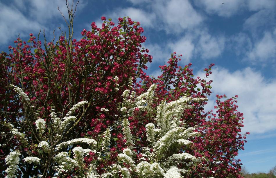 Spring Flowers Garden Blue
