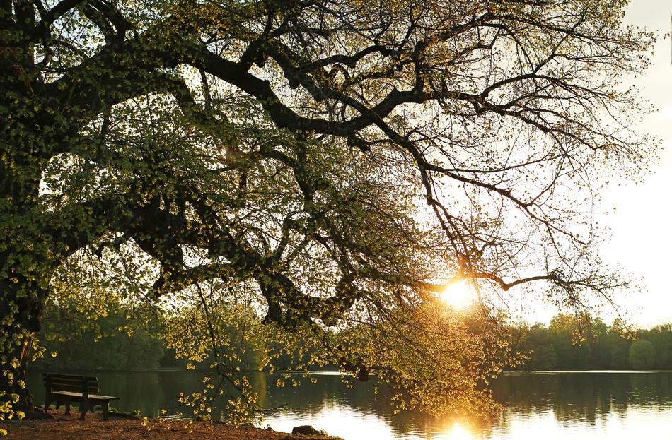 sunset at the trees