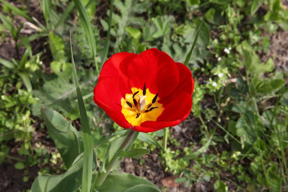 Red Flower Tulip Garden