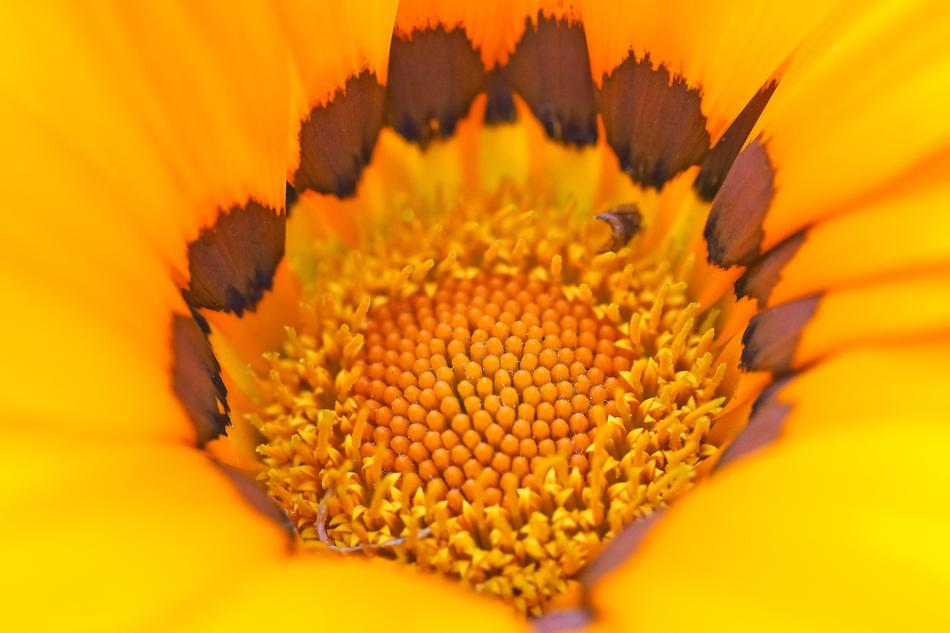 Cape Basket Flower Spanish