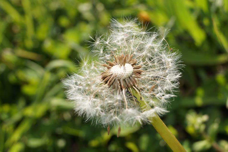 Dandelion Seeds