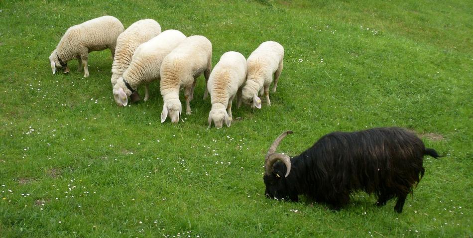 Animals Sheep Wool