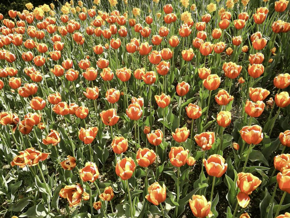 Fleurs Rouges Jaunes macro blur