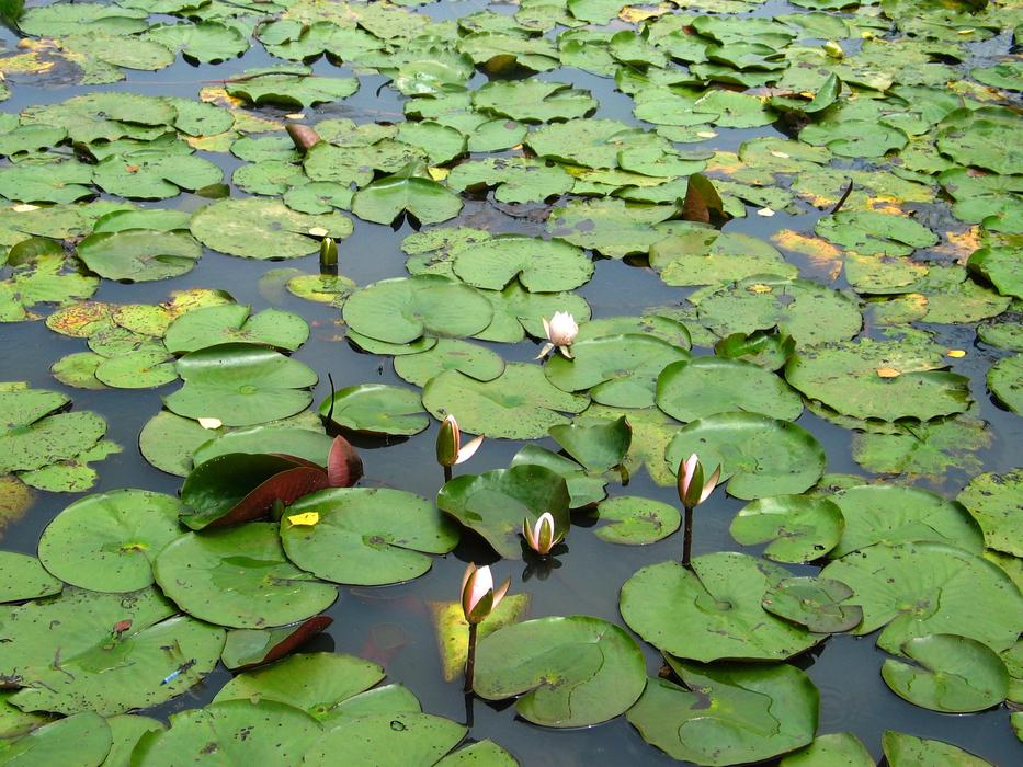 Pond Lotus Aquatic