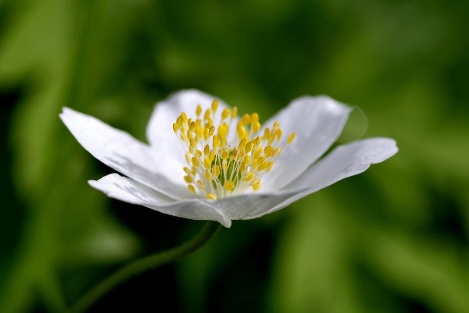 White Flower Yellow Stamens Biel