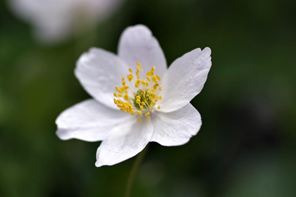 White Flower Yellow Stamens Biel