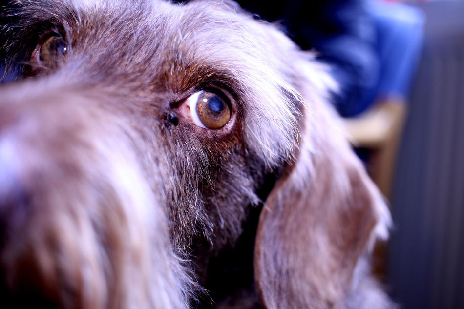 Dog Dachshund Pet
