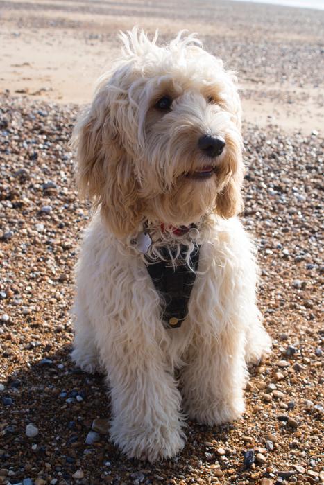 fluffy cute dog on the beach