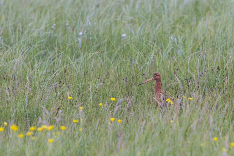 Beautiful, colorful and cute curlew bird on the meadow with the colorful flowers