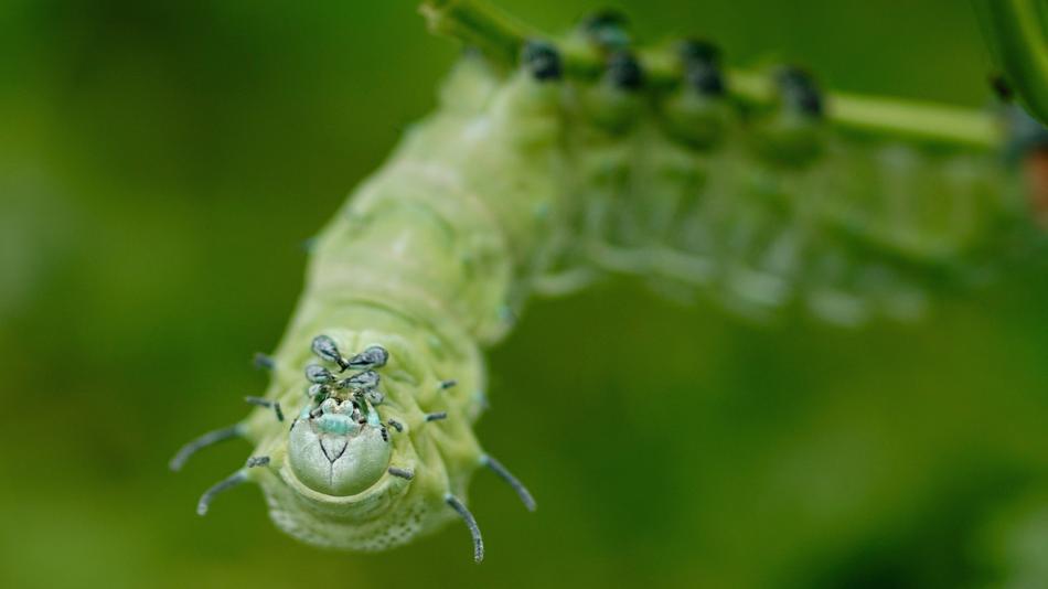 Caterpillar Atlas Moth