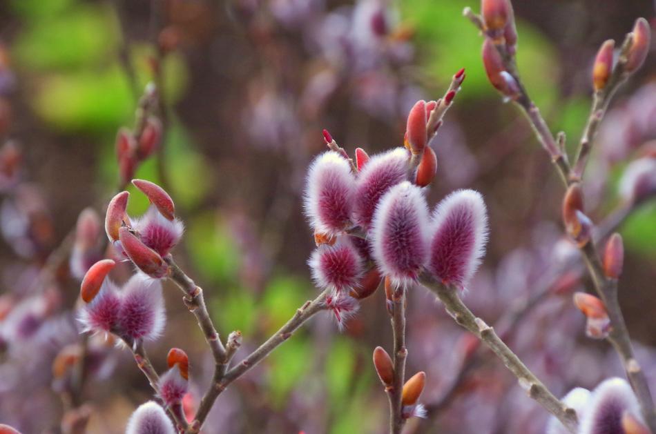 Enables With The Coming Of Spring