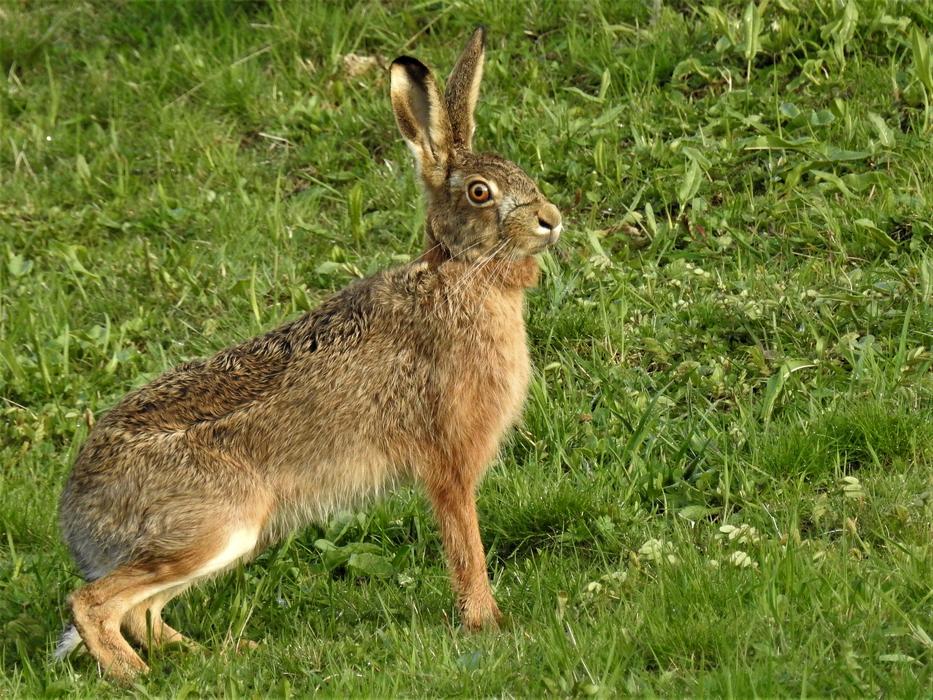 Hare Lepus europaeus