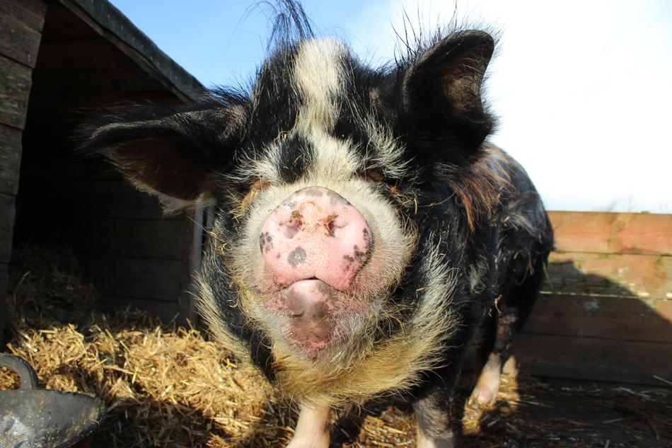 Kune Pig