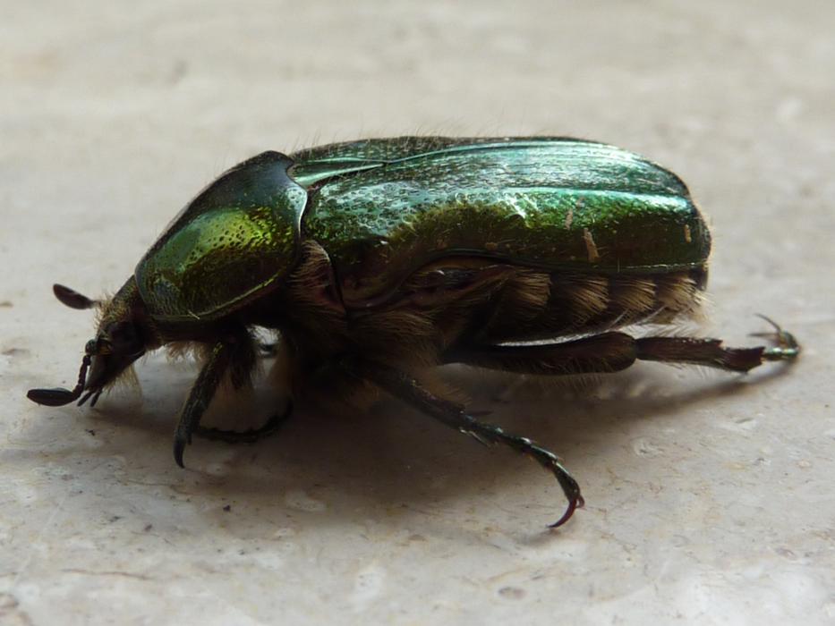 Rose Beetle Green