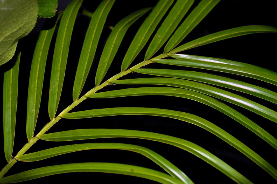 drawn palm branch on black background