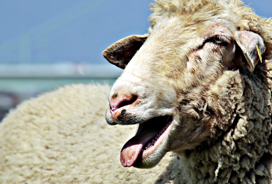 Sheep Livestock Animal