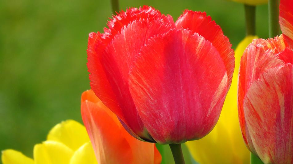 Tulips Spring Color