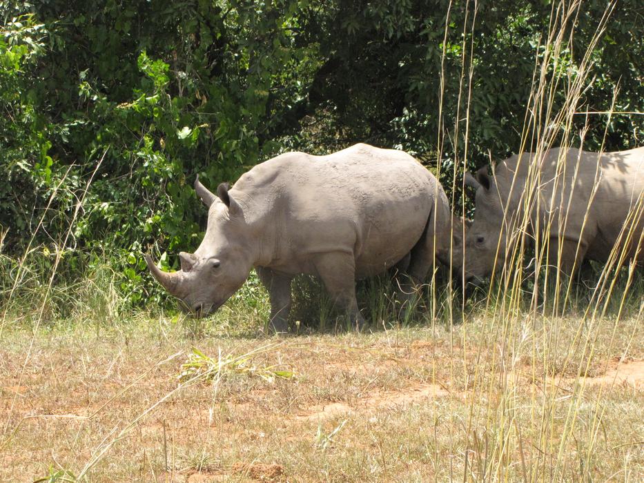 walking rhinos on safari