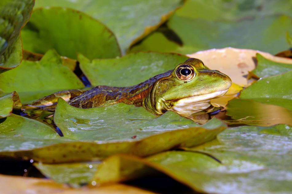 Frog Water Pond