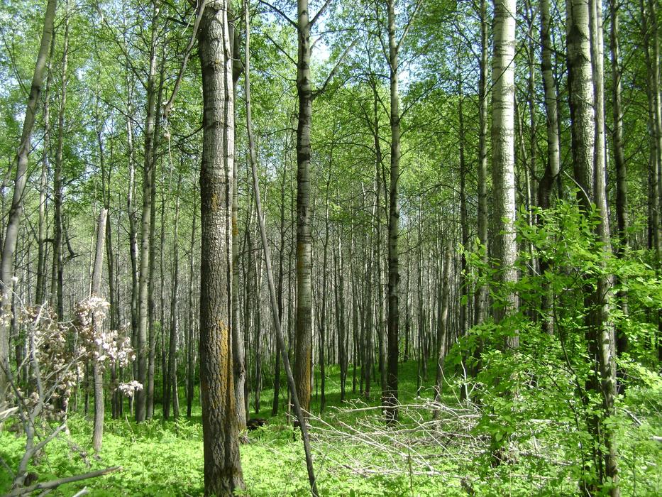 cozy beautiful forest