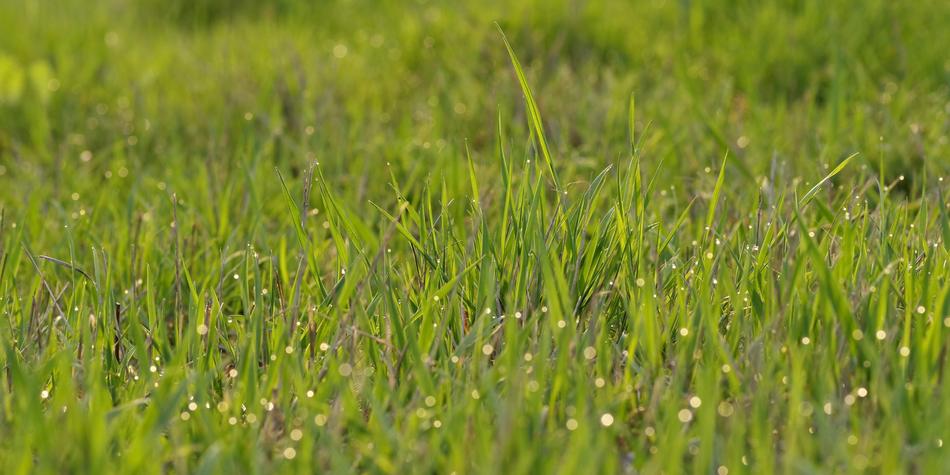 raindrops on the grass