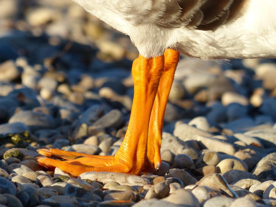 Duck Feet