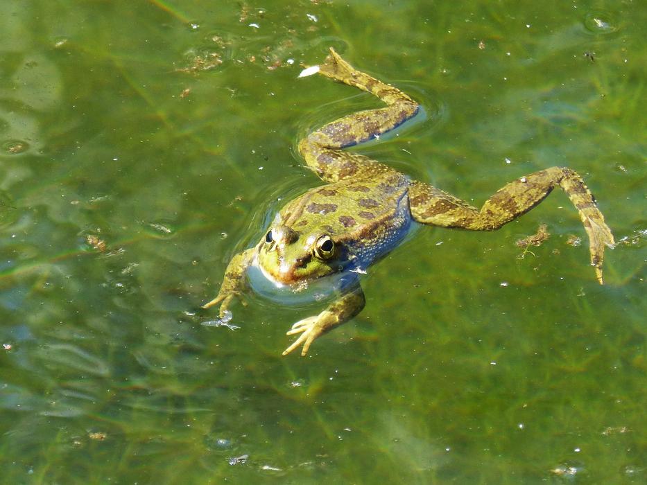 Frog Raft Water