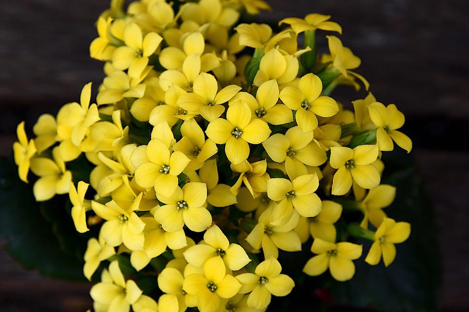 Spring Flowers Kalanchoe