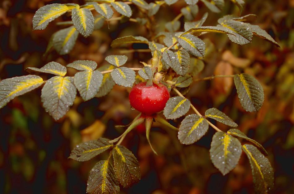 Rose Hip Autumn