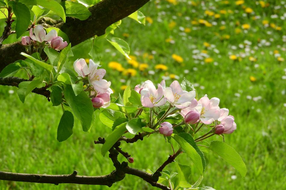 Apple-Blossom Apple Tree Blooming