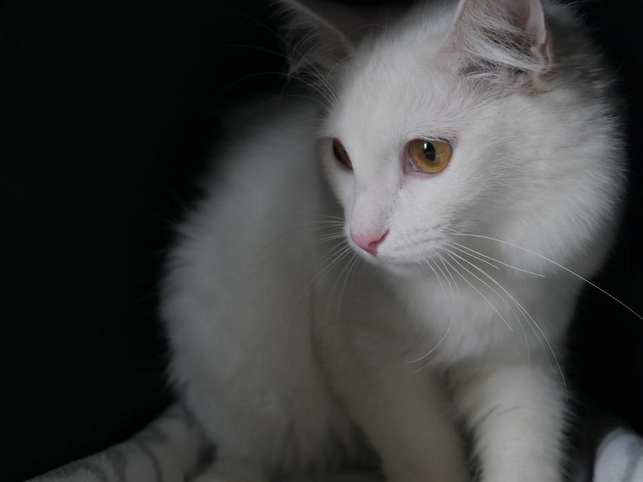 Beautiful and cute, white cat, among the darkness
