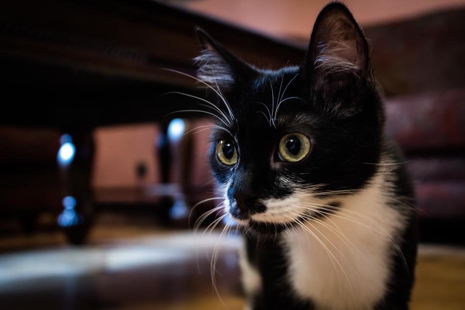 portrait of young Cat at house