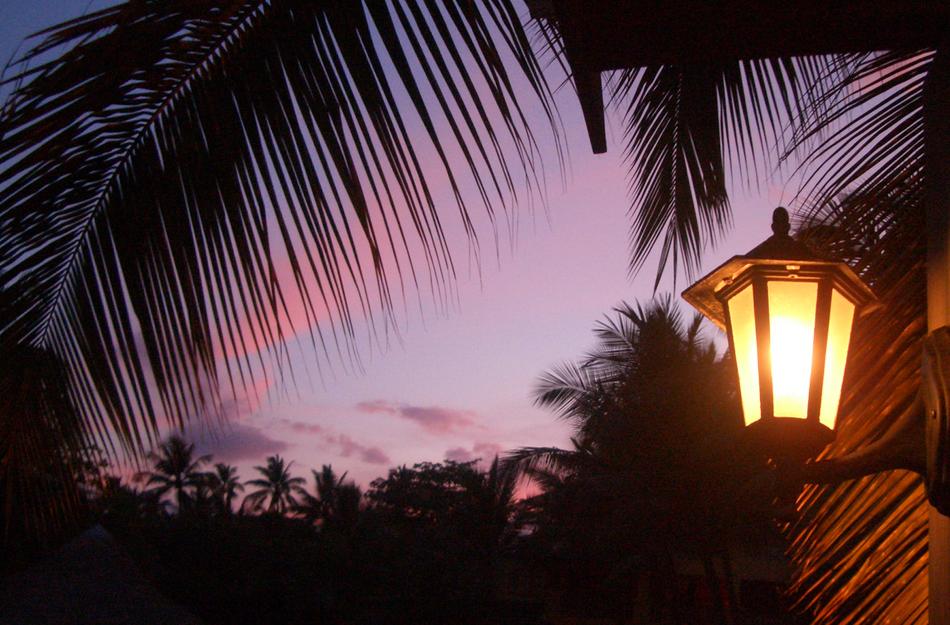 evening lamp palm tree