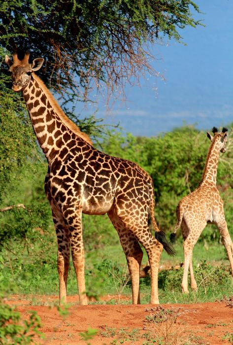 walking giraffes on safari