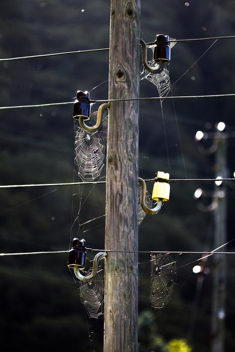 Spider Webs Cobweb Web