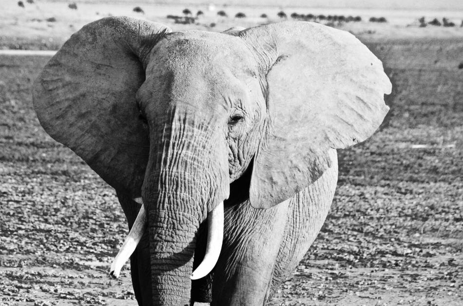 Kenya Elephant
