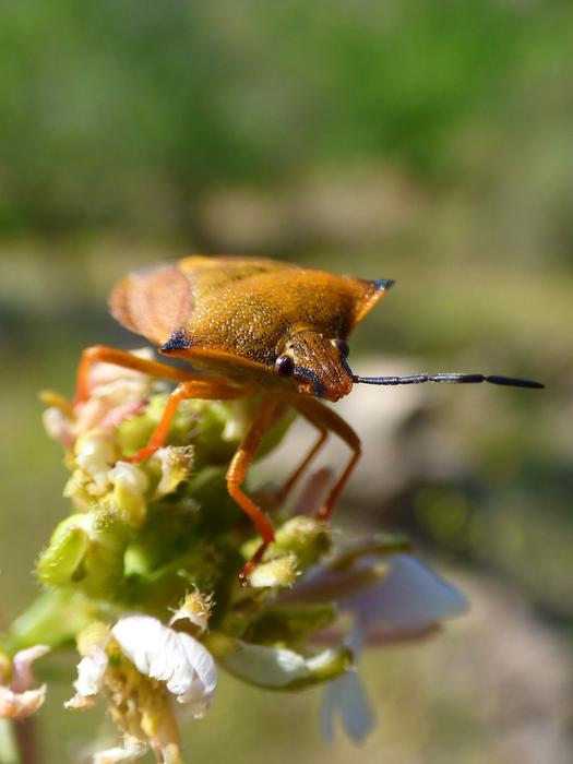 I Pentatomid Dolycoris Baccarum