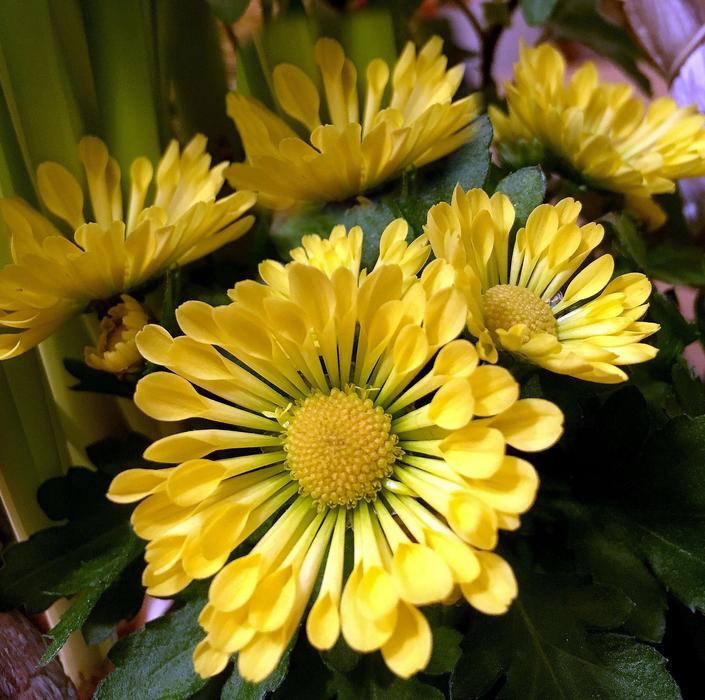 yellow flowers are beautiful