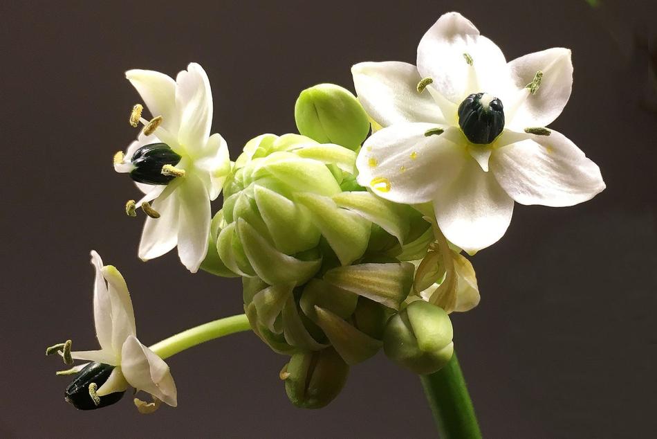 Flowers White Close Up Spring