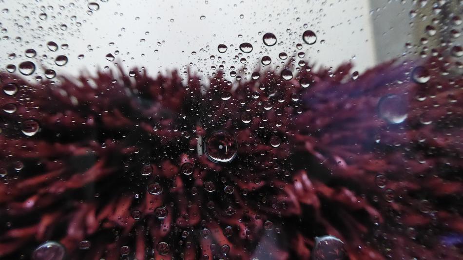 raindrops on glass against the background of a flower