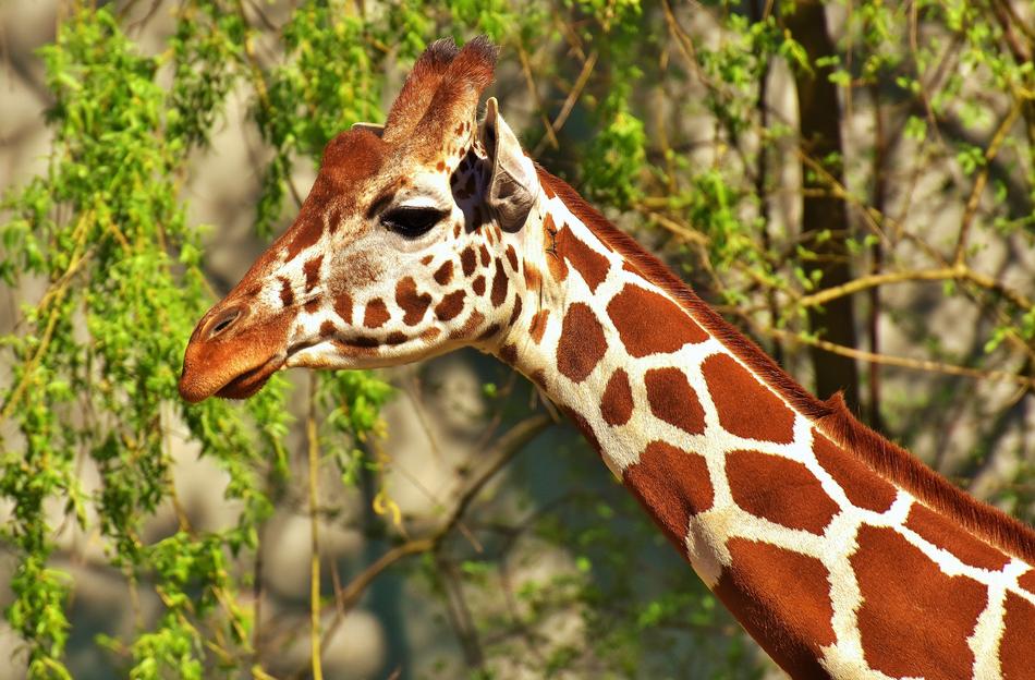 Giraffe Wild Animal Stains Long
